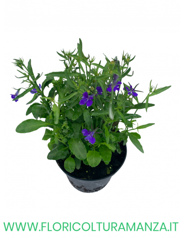 🌸 Lobelia