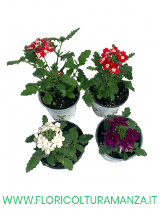 🌸 Verbena