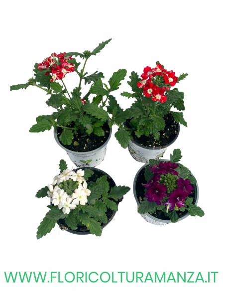 🌸 Verbena