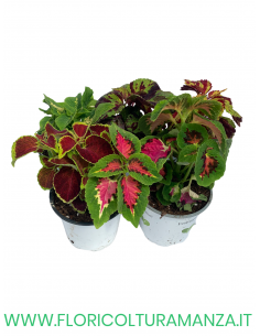 🌿 Coleus