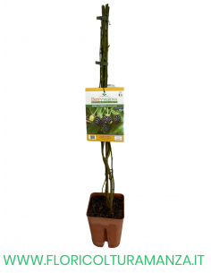 MORA TARDIVA SENZA SPINE VASO 20X20