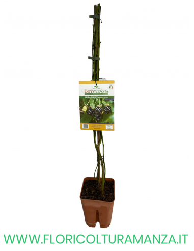 MORA TARDIVA SENZA SPINE VASO 20X20