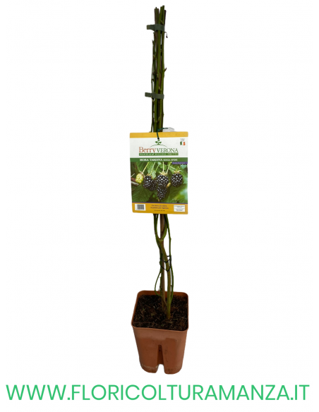 MORA TARDIVA SENZA SPINE VASO 20X20