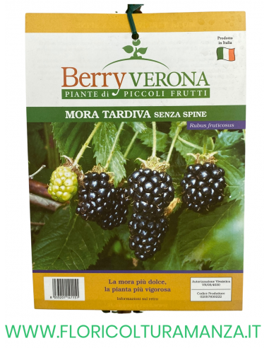 MORA TARDIVA SENZA SPINE VASO 20X20