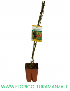 MORA PRECOCE SENZA SPINE VASO 20X20