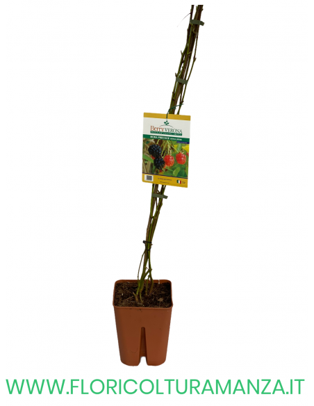 MORA PRECOCE SENZA SPINE VASO 20X20