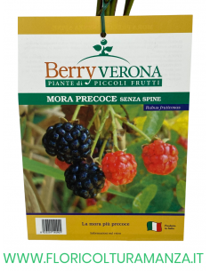 MORA PRECOCE SENZA SPINE VASO 20X20 2