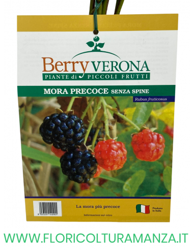 MORA PRECOCE SENZA SPINE VASO 20X20