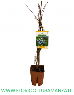 MIRTILLO GIGANTE A MEDIA MATURAZIONE VASO 20X20