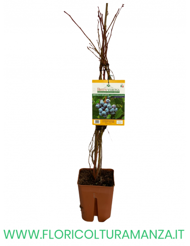 MIRTILLO GIGANTE A MEDIA MATURAZIONE VASO 20X20