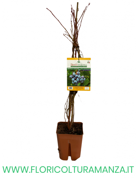 MIRTILLO GIGANTE A MEDIA MATURAZIONE VASO 20X20