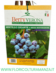 MIRTILLO GIGANTE A MEDIA MATURAZIONE VASO 20X20 2