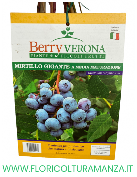 MIRTILLO GIGANTE A MEDIA MATURAZIONE VASO 20X20
