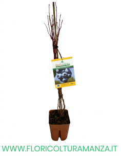 MIRTILLO GIGANTE PRECOCE VASO 20X20