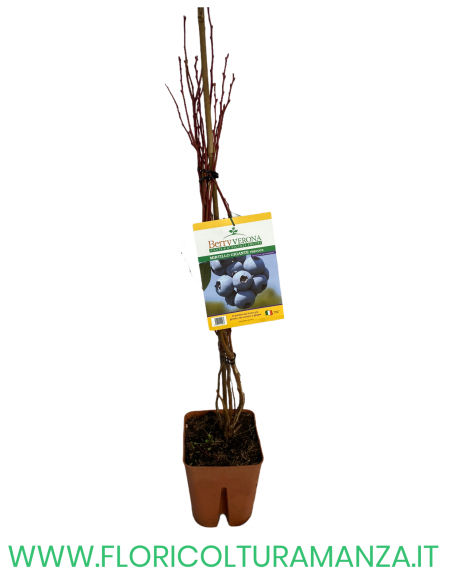MIRTILLO GIGANTE PRECOCE VASO 20X20