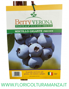 MIRTILLO GIGANTE PRECOCE VASO 20X20 2