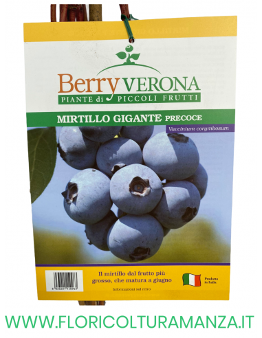 MIRTILLO GIGANTE PRECOCE VASO 20X20