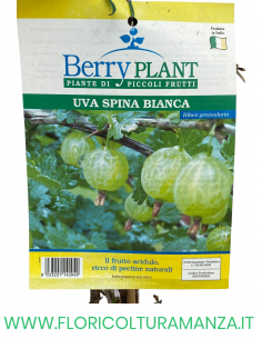 UVA SPINA BIANCA 2