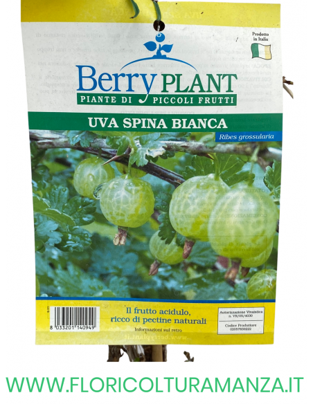 UVA SPINA BIANCA