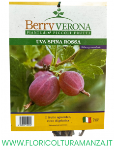 UVA SPINA ROSSA 2