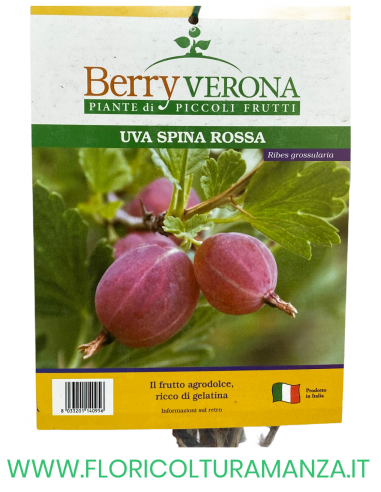 UVA SPINA ROSSA