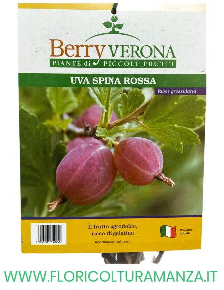 UVA SPINA ROSSA