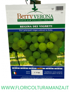 UVA REGINA DEI VIGNETI 2