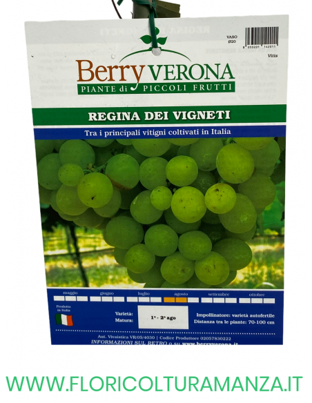 UVA REGINA DEI VIGNETI