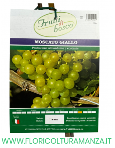 UVA MOSCATO GIALLO 2