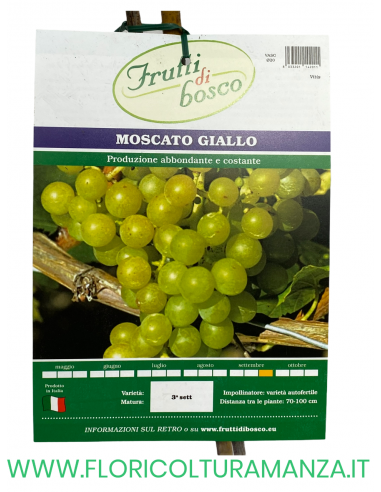 UVA MOSCATO GIALLO