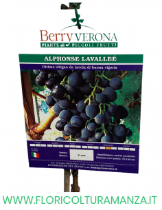 UVA ALPHONSE LAVALLEE' 2
