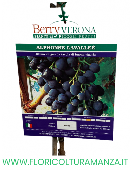 UVA ALPHONSE LAVALLEE'