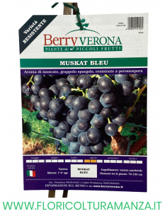 UVA MUSKAT BLEU 2