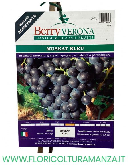 UVA MUSKAT BLEU