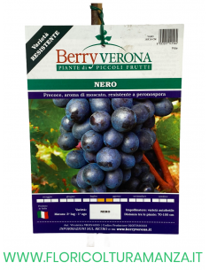UVA NERO 2