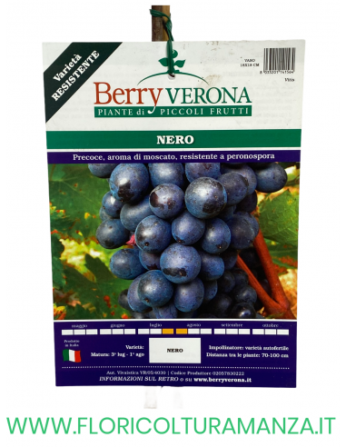 UVA NERO
