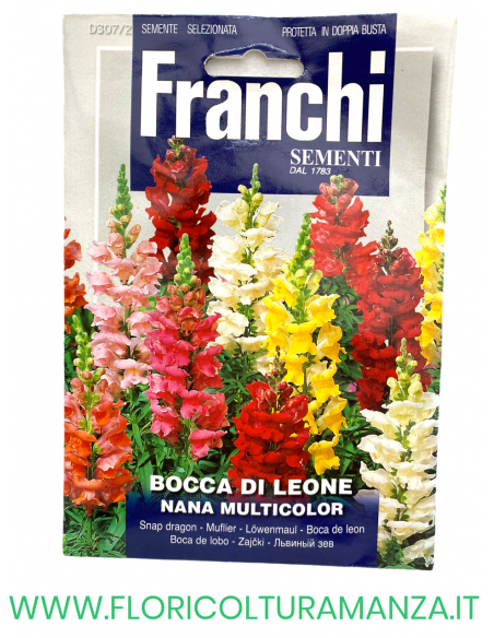 BOCCA DI LEONE NANA MULTICOLOR