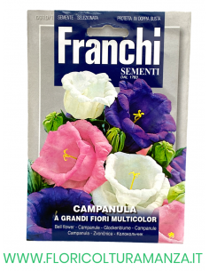 CAMPANULA A GRANDI FIORI MULTICOLOR