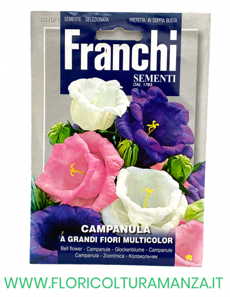 CAMPANULA A GRANDI FIORI MULTICOLOR