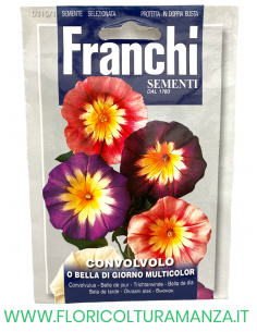 CONVOLVOLO O BELLA DI GIORNO MULTICOLOR