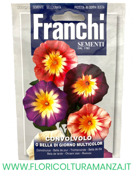 CONVOLVOLO O BELLA DI GIORNO MULTICOLOR