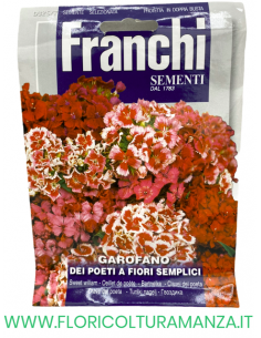 GAROFANO DEI POETI A FIORE SEMPLICE
