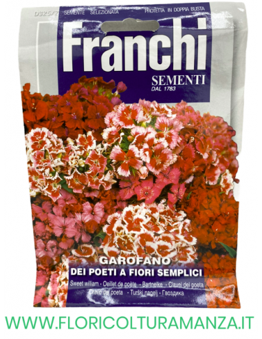 GAROFANO DEI POETI A FIORE SEMPLICE