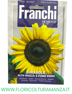 GIRASOLE ALTO GIALLO A FIORE PIENO