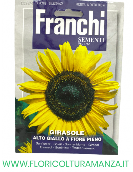 GIRASOLE ALTO GIALLO A FIORE PIENO