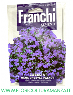 LOBELIA NANA