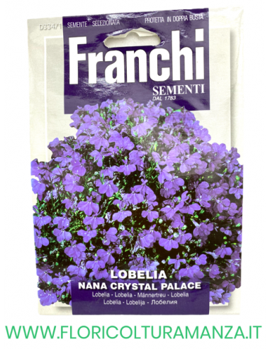 LOBELIA NANA