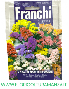 STATICE A GRANDI FIORI MULTICOLOR