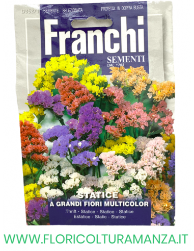 STATICE A GRANDI FIORI MULTICOLOR