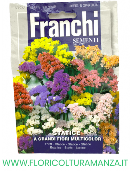 STATICE A GRANDI FIORI MULTICOLOR